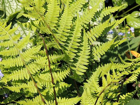 Simply The Best Natives Lady Fern Gardens Eye View