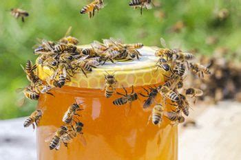 The experts at d&t pest control inc will get rid of your problem. Bee Exterminator Avondale | Anteater Exterminating Inc.