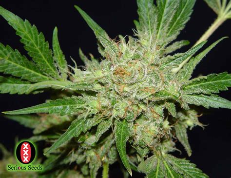 Marijuana, or marihuana, is a name for the cannabis plant and more specifically a drug preparation from it. las drogas: marihuana