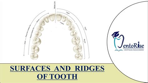 Surfaces And Ridges Of Teeth Tooth Surfaces And Ridges Introduction