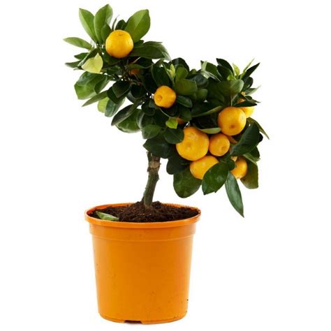 Sweet Mandarin Orange Seeds Citrus Reticulata Prijs €205