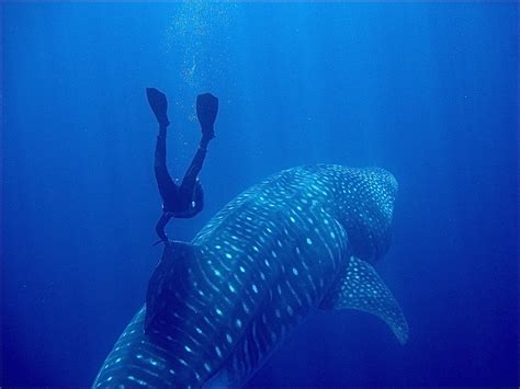 To dive with sharks is a dream of many scuba divers. Free diving with a whale shark — By the Seat of My Skirt