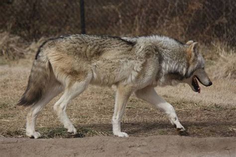 Wolf Wetcanvas Reference Image Library Wolf Poses Wolf Photos