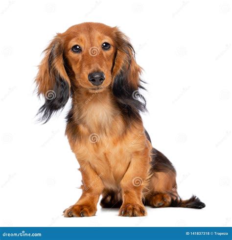 Dachshund Dog Isolated On White Background Stock Photo Image Of