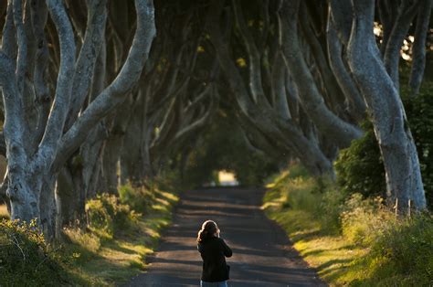 The Dark Hedges Of Ireland 5 Pics I Like To Waste My Time