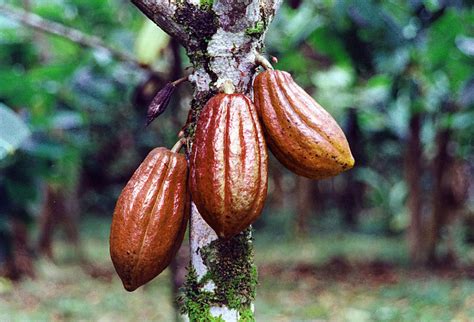 The word cocoa also is used to refer to cocoa powder, the dry powder made by grinding cocoa seeds and removing the cocoa butter from the dark, bitter cocoa solids. Healthier, Earth-Friendly Valentine's Day Chocolates | Garden Variety