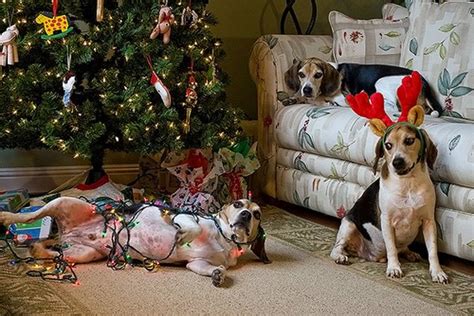 Funny Christmas Dogs 19 Wide Wallpaper