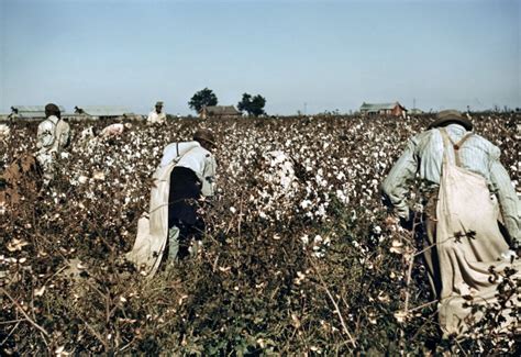 Cotton Plantation 1939 Nday Laborers Picking Cotton On A Plantation