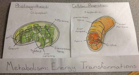 Cellular respiration is how cells take the energy in food and make it into atp, the cell's moment to moment energy source. Maryanne's Science Class Ideas: 2017