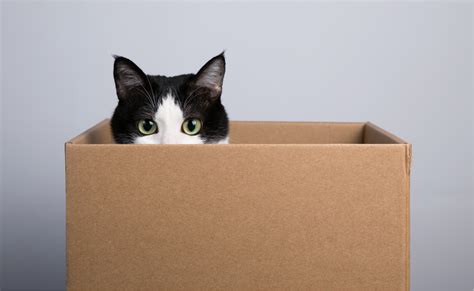 How Schrödingers Cat Became Schrödingers Cats