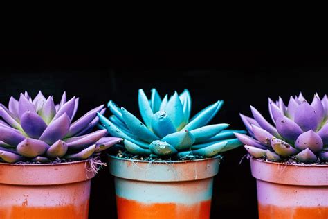Hd Wallpaper Three Teal And Purple Succulent Plants Two Purple And