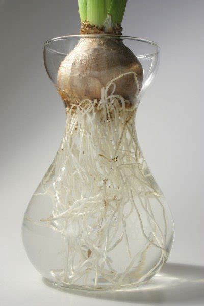 The range in size from. Growing Bulbs In Water -Tips On Forcing Bulbs Indoors In Water