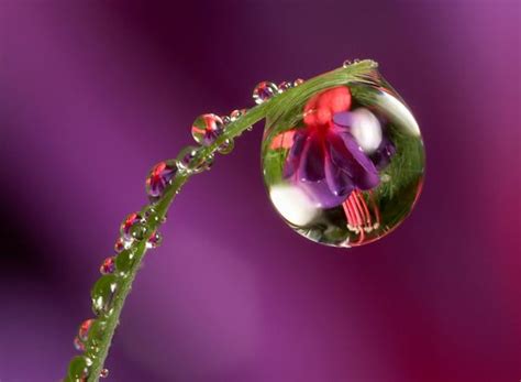 The Secret Garden Water Drops On Flowers
