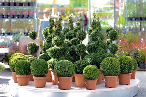 Fragrant flowers also bring an extra sense into play and can be admired even on nights that are totally dark. Earthflora > Outdoor Artificial Palms, Trees, Topiary ...