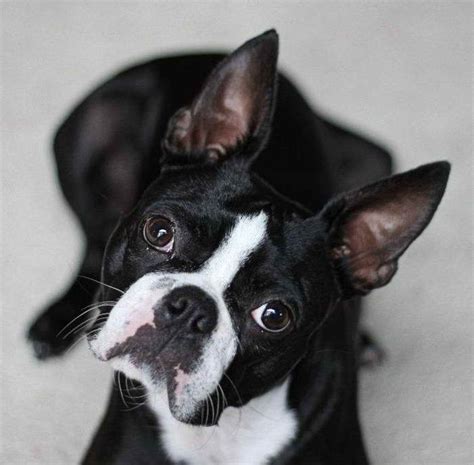 Oklahoma pet professionals, akc, ukc and aca registries. Boston Terrier Breeders In Michigan | PETSIDI