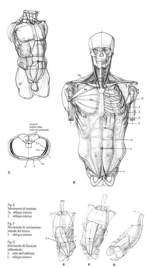 Anatomy Schematic Drawing Male Figure Drawing Figure Drawing