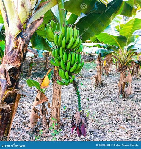 Green Banana Fruit And Plant Raw Unripe Hanging Bananas Bunch Dwarf