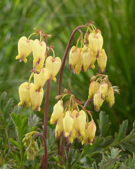 Historical cases of treachery have led me to conclude that shamima begum should return to the uk to be put on trial. Bleeding Heart Dicentra x Sulphur Hearts from Growing Colors