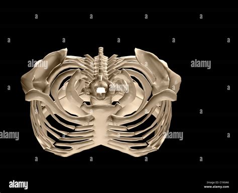 Human Torso Skeletal System Stock Photo Alamy