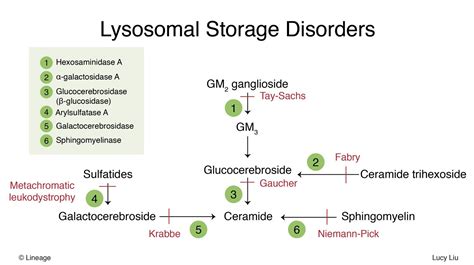 Gaucher disease (gd) is the most common lysosomal storage disorder in humans. Niemann-Pick Disease - Pediatrics - Medbullets Step 2/3
