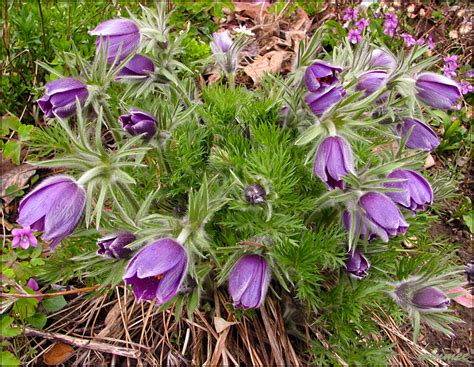 Some types of flowers are: My Garden: April in bloom