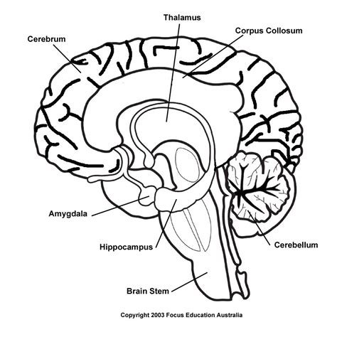 Human anatomy for muscle, reproductive, and skeleton. Drawn brains inside labeled - Pencil and in color drawn ...