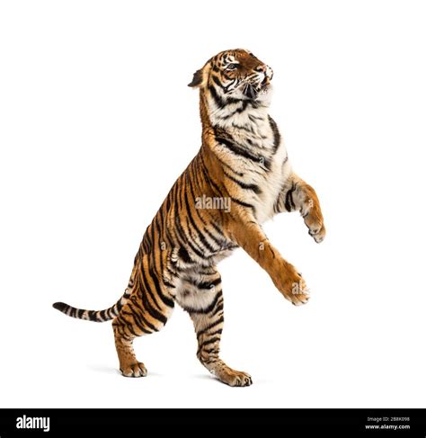 Tiger Jumping Hi Res Stock Photography And Images Alamy
