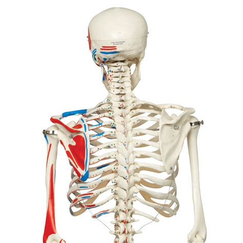 Bones have three parts, plus most have a substance deep inside called marrow. » Skeleton Model with Painted Muscle Origins and Inserts A11