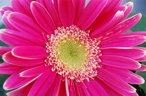 Vibrant Pink Gerber Daisy Photograph By Amy Fose