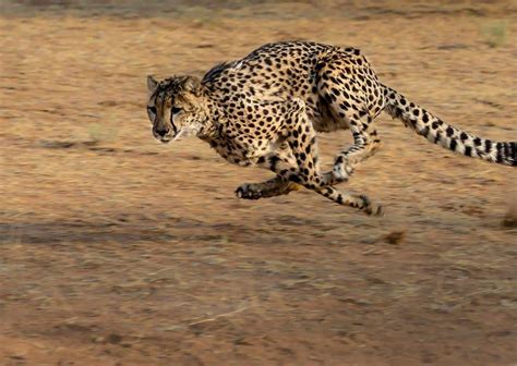 Cheetah Behavior Animalbehaviorcorner