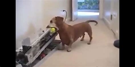 Genius Dog Figures Out How To Play Fetch All By Himself The Dodo
