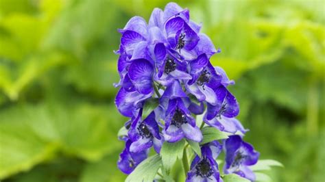 Soweit die rund 200 jahre alte theorie. Aconitum napellus | Husten - 7 homöopathische Mittel | Ellviva