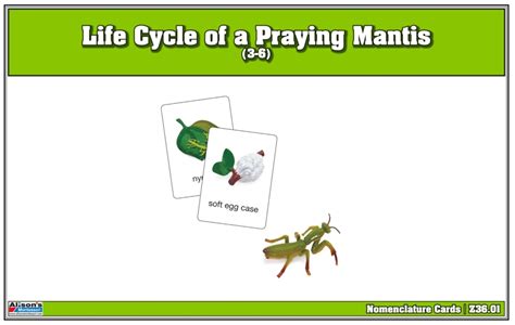 Montessori Materials Life Cycle Of A Praying Mantis Nomenclature Cards