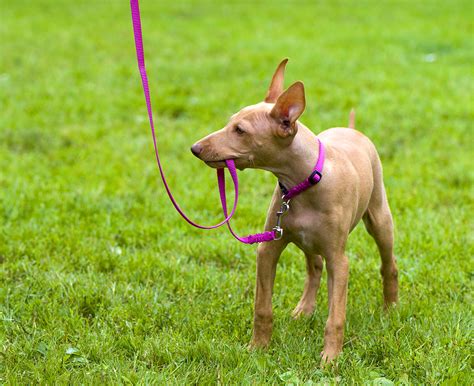 How to draw a dog face. Take The Lead: Choosing a Leash - Pet Sitting and Dog ...