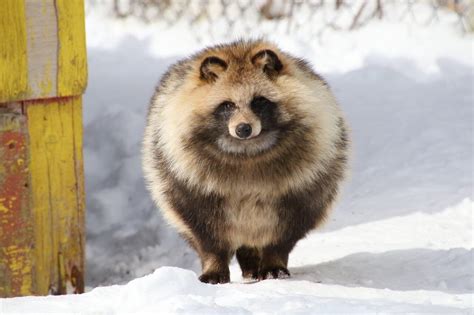 41 Strange On Twitter Japanese Raccoon Dog Raccoon Dog Raccoon