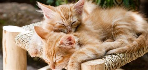 They are opened often for their tax breaks. How Many Kittens Can A Cat Have?