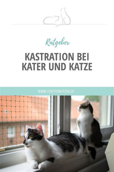 Meine tierärztin meinte ich unseren ersten kater haben wir auch mit sechs monaten kastrieren lassen, bei ernest haben wir. Kater Kastrieren Wann - Shutterstock ID