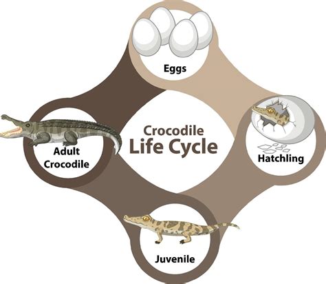 Crocodile Life Cycle Diagram 1929059 Vector Art At Vecteezy