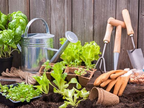 Gardening For Beginners Starting A Garden At Home The First Time Gardening Know How
