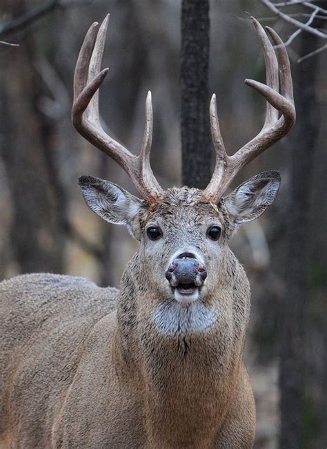 30 Best Images About Open Mouth Whitetail Reference On Pinterest Deer