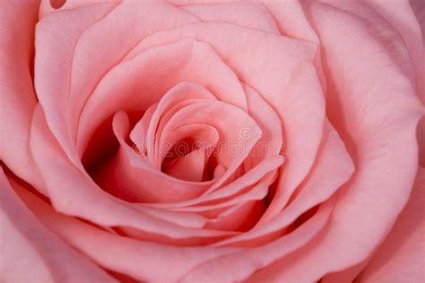 Beautiful Pink Rose Flower Stock Image Image Of Flower 84528247
