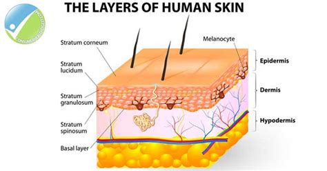 Layers Of The Skin Basal Layer And Co