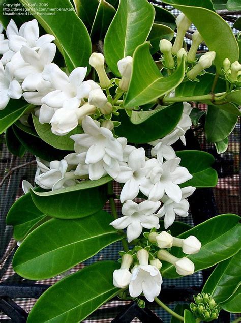 Madagascar Jasmine Stephanotis Floribunda Wax Flowers White Flowers