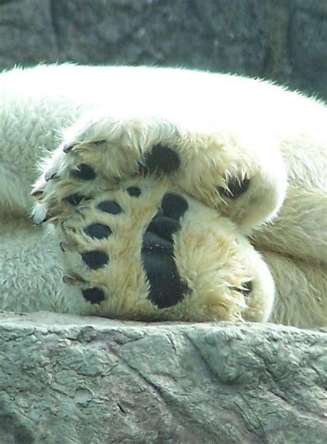 Beautiful Paws Baby Polar Bears Bear Animals Wild