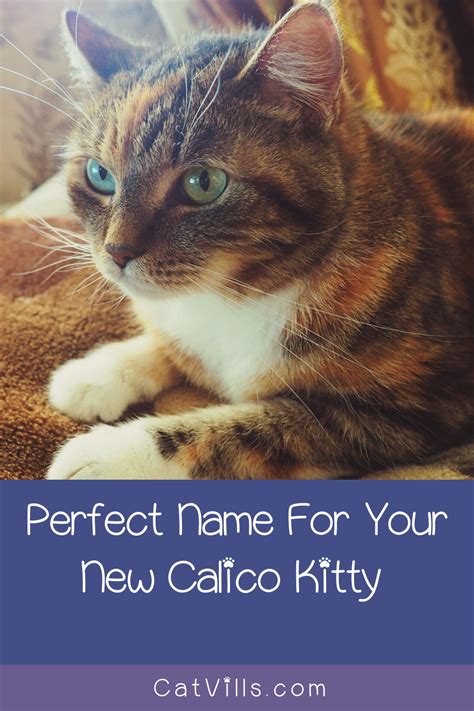 Every week, we'll be uploading more stories that your little learners can enjoy unsupervised.find all the the story. 60 Clever Calico Cat Names You'll Adore - CatVills in 2020 ...