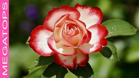 10 Rosas Más Hermosas Del Mundo Youtube
