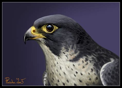 Peregrine Falcon By Emberiza On Deviantart
