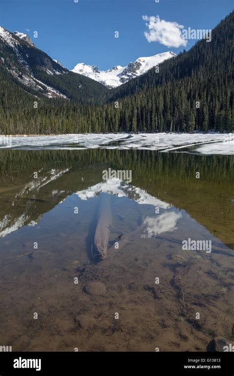 Melting Snow And Ice On Lower Joffre Lake Uncover Reflections Of Trees