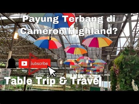 Konsepnya balik hari kerana rumah mak kami hanya terletak di sungkai, perak; Tempat Makan Paling BEST Di Cameron Highland. - YouTube