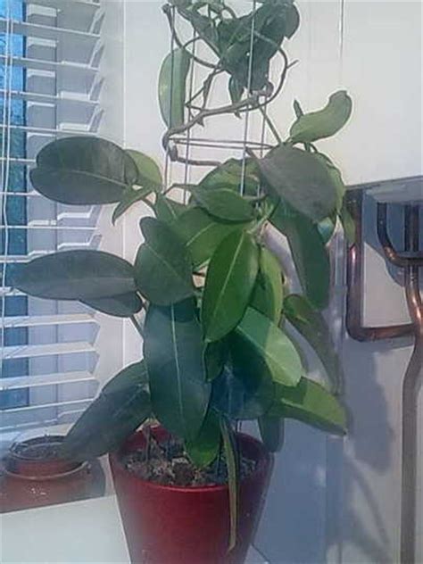 To be repotted every now and then. Rubber plant repotting : Grows on You